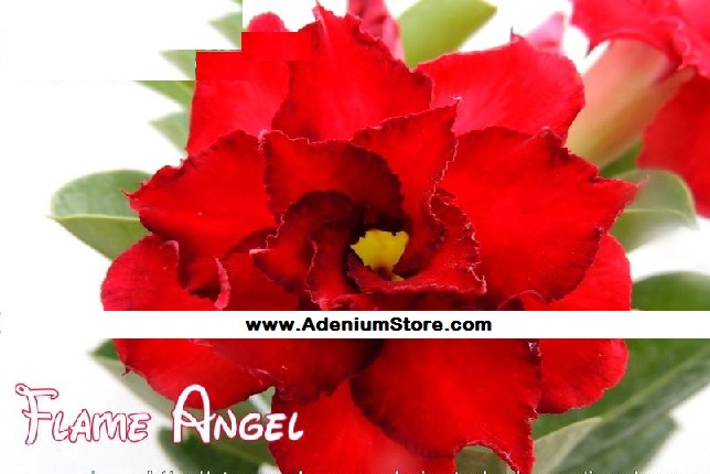 (image for) Adenium Obesum \'Flame Angel\' x 5 Seeds